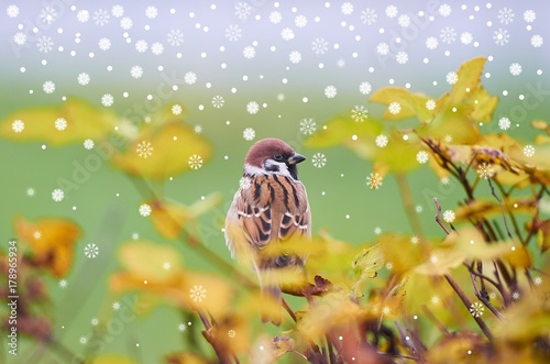 First Snow is falling. Sparrow (Passer domesticus) perching on a tree branch against green field. Beautiful brown bird on back side surrounded by blurry yellow leaves. Autumn natural background