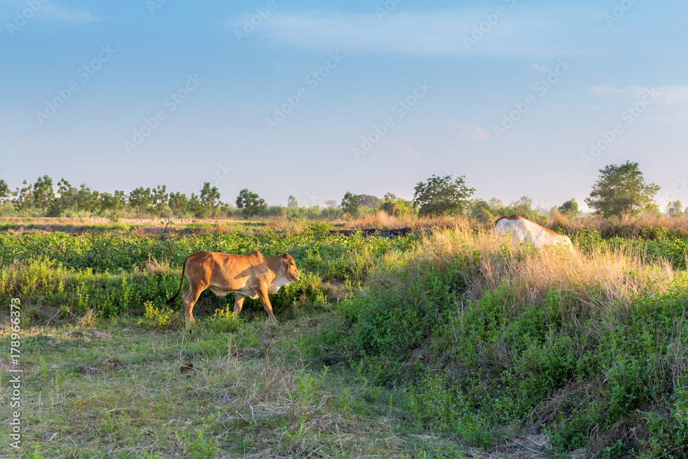 Naklejka premium cow animal walking on the field, outdoor background.