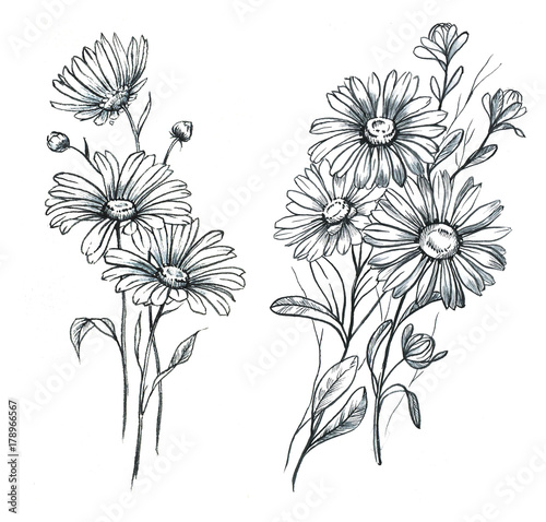 Hand drawn line art and watercolor chamomile flowers Graphic daisies  blossom feminine tattoo designs Blooming floral bouquets Stock  Illustration  Adobe Stock