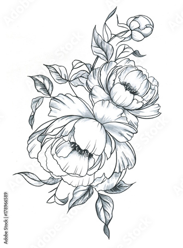 Fototapeta Naklejka Na Ścianę i Meble -  Hand drawn line art ink and watercolor peonies in graphic style. Feminine tattoo sketch, spring floral blooming, black and white illustration.