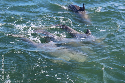 Dolphins in Ocean Port Aransas Texas 2