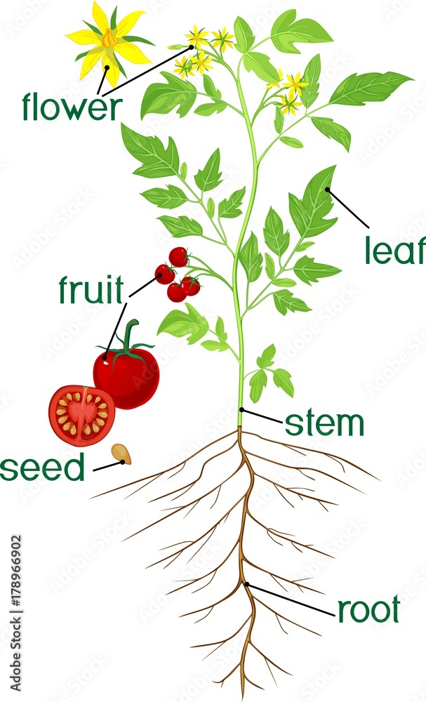 Parts of plant. Morphology of flowering tomato plant with title Stock Vector Adobe Stock