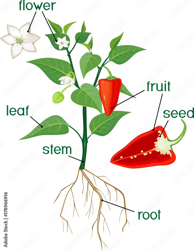 Parts of plant. Morphology of flowering bell pepper plant with title