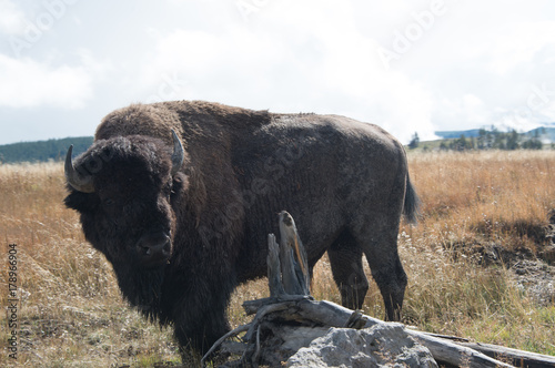 Bison Closeup, in dry meadow