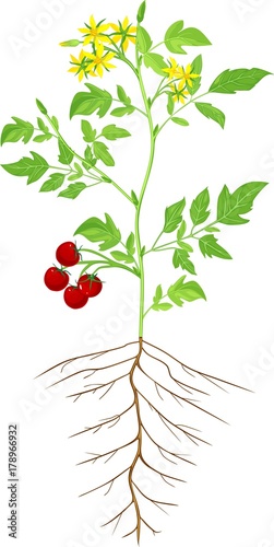 Morphology of flowering tomato plant