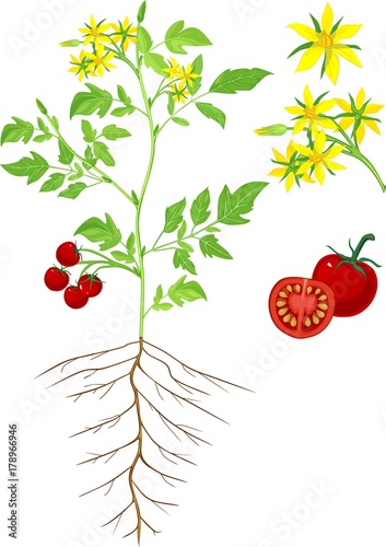 Parts of plant. Morphology of flowering tomato plant
