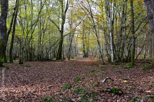 Sous bois d'automne 