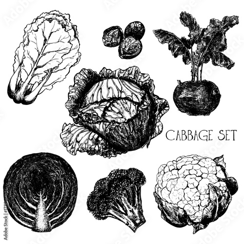 Hand drawn sketch set of different kinds of cabbage - chinese cabbage, brussels, kohlrabi, headed cabbage, red cabbage, broccoli, cauliflower. Vector illustration isolated on white background.