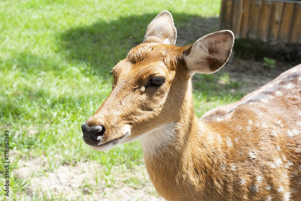 Deer looking for food Deer looking for food