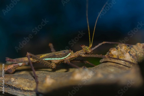 Close up macro image of stick insect