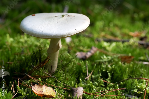 One white mushroom in the moss