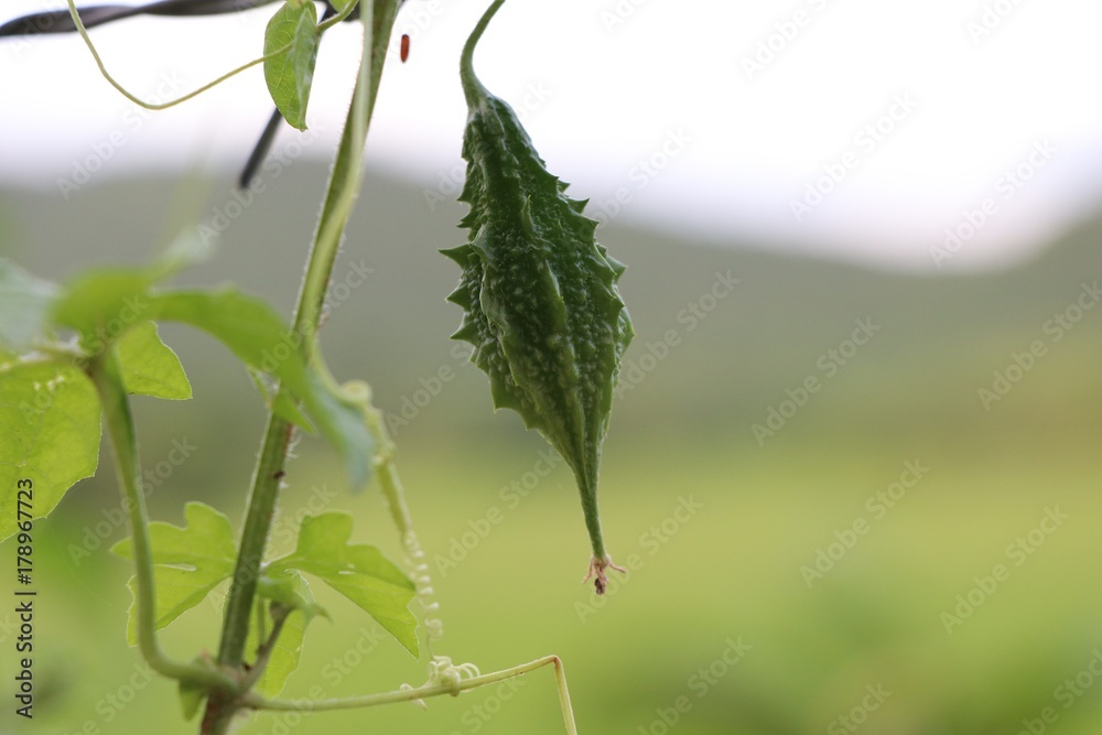 Bitter cucumber green color on tree in nature background Bitter cucumber green color on tree in nature background