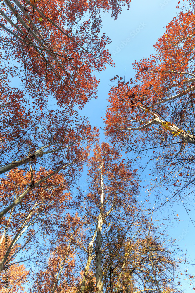 Fall red tops of forest fall trees with golden red fall leaves extending to the blue sky. Fall red tops of forest fall trees with golden red fall leaves extending to the blue sky.