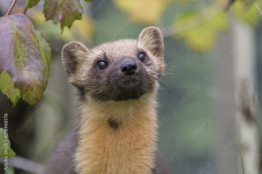 pine martin close up portrait