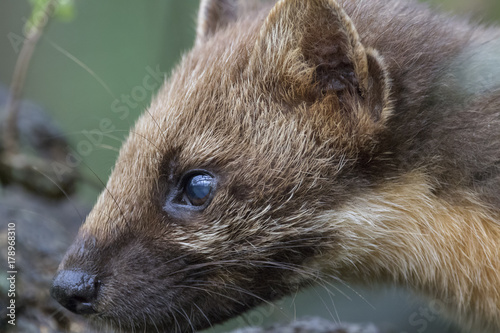 Obraz na płótnie pine martin close up portrait w salonie