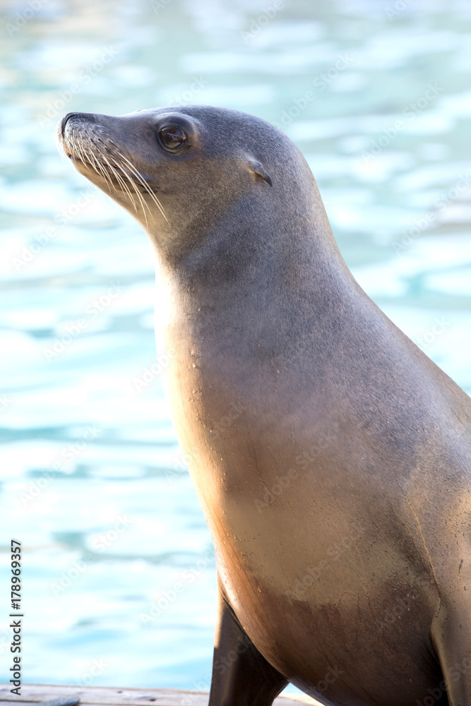 Naklejka premium Portrait of a californian sea lion