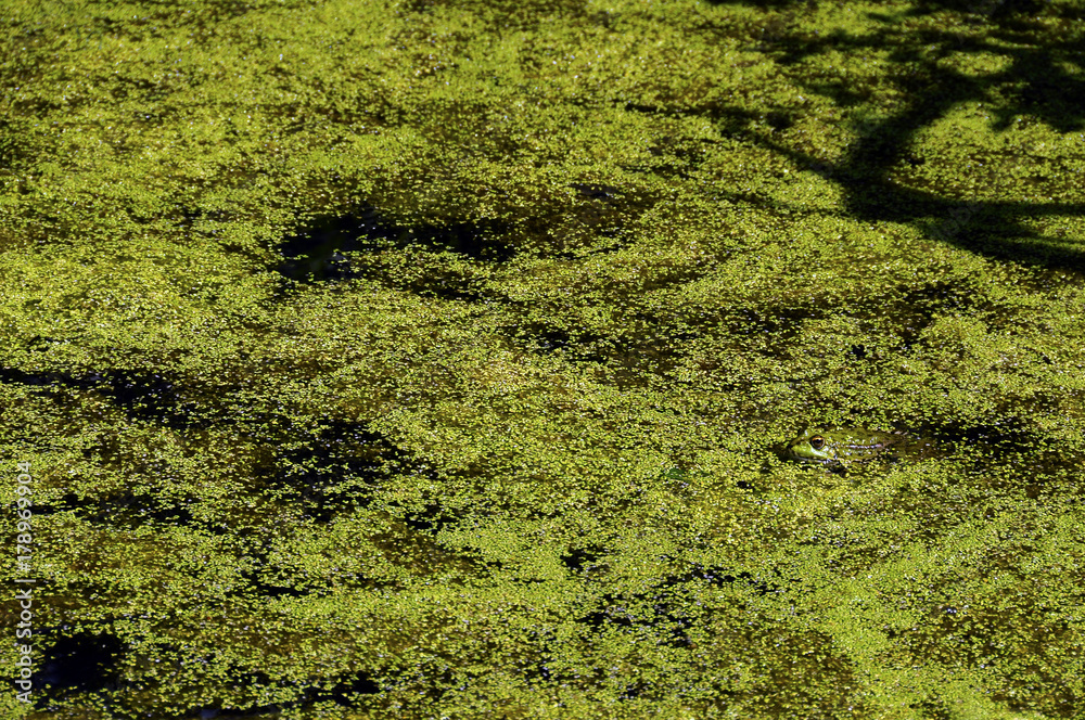 Frog hidden in water lenses Frog hidden in water lenses