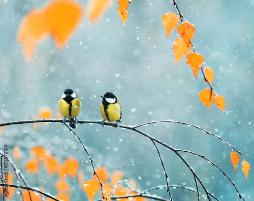 couple of cute birds Tits in the Park sitting on a branch among bright autumn...