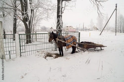 лошадь, запряженная на русских сани зимой, морозный день ждет хозяина
