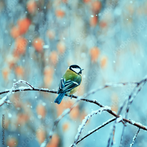 pretty bird sitting in the Park on a branch during the first snowfall