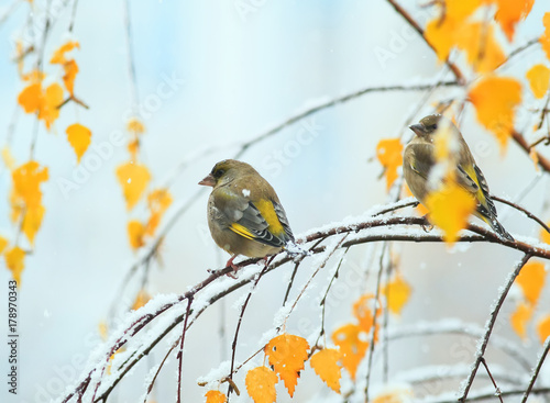two cute green birds sitting in the bright autumn garden on a branch during t...