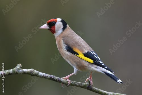 Fototapet Garden goldfinch
