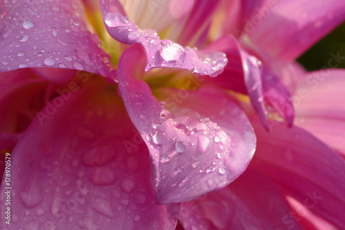 Fototapeta Naklejka Na Ścianę i Meble -  Blumen 880