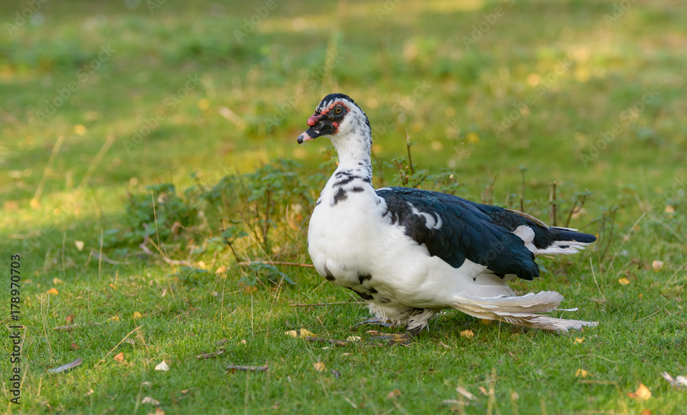 Eine Ente läuft auf einer Wiese Eine Ente läuft auf einer Wiese