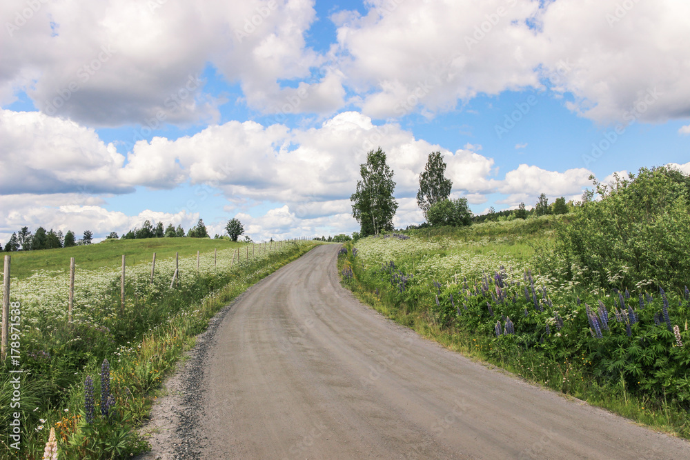 countryside road with wild flower and green plants in spring in sweden 
