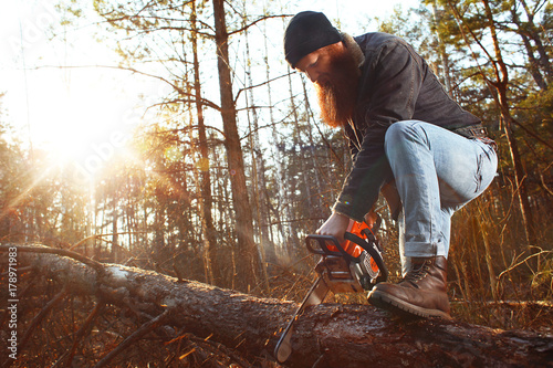 a woodcutter (lumberjack) works with a saw in the forest