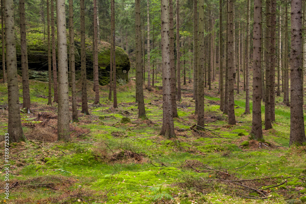 Many trees and litter covered with green moss Many trees and litter covered with green moss