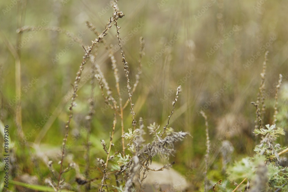 Grass. Grass.