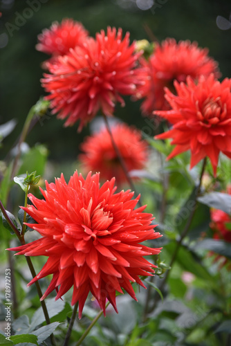 Fototapeta Naklejka Na Ścianę i Meble -  Dahlia cactus rouge en été au jardin