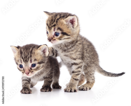 Fototapeta Naklejka Na Ścianę i Meble -  Two small kittens