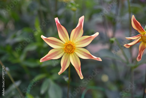 Fototapeta Naklejka Na Ścianę i Meble -  Dahlia étoilé rose et jaune en été au jardin