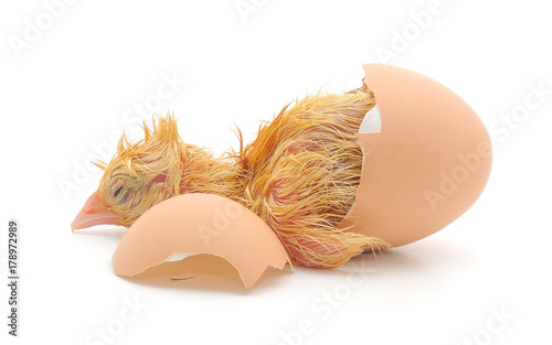 Chicken and an egg shell