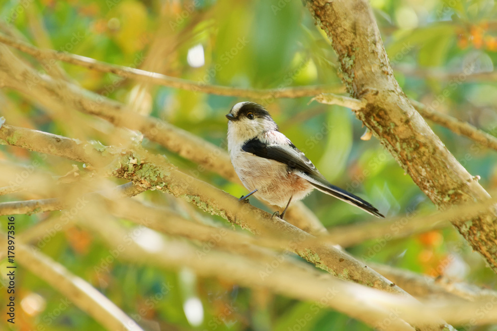 Obraz premium エナガと金木犀