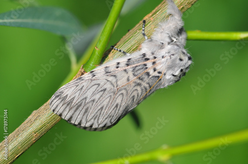 Schmetterling Gabelschwanz photo