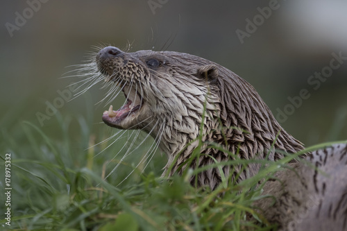 euroasian otter close up portrait in and out of water with fish