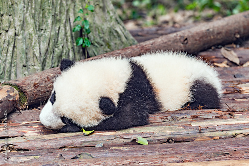 Fototapeta Naklejka Na Ścianę i Meble -  Baby of Giant Panda.