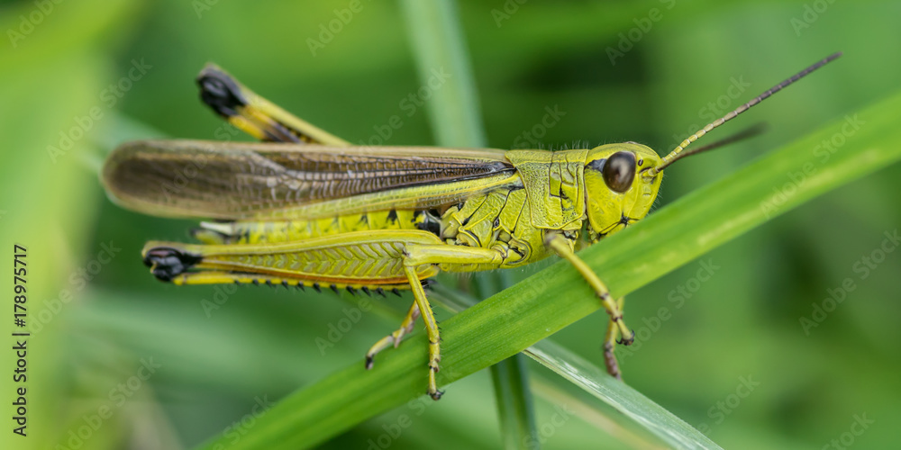 Heuschrecke Heuschrecke