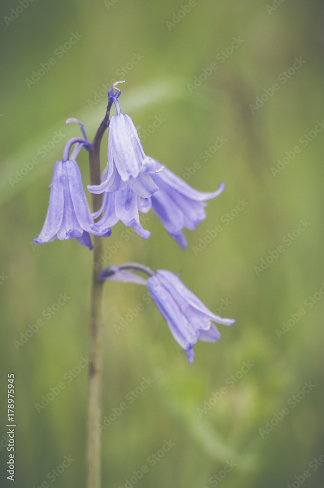 Fleur sauvage violette en forme de clochette Stock Photo | Adobe Stock