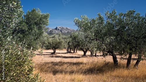 Wunderschöne Berglandschaft mit Olivenhain im Vordergrund photo