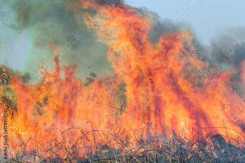 Fire on dry grass and trees inflated by a strong wind