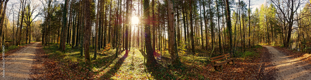 Fototapeta premium Waldweg