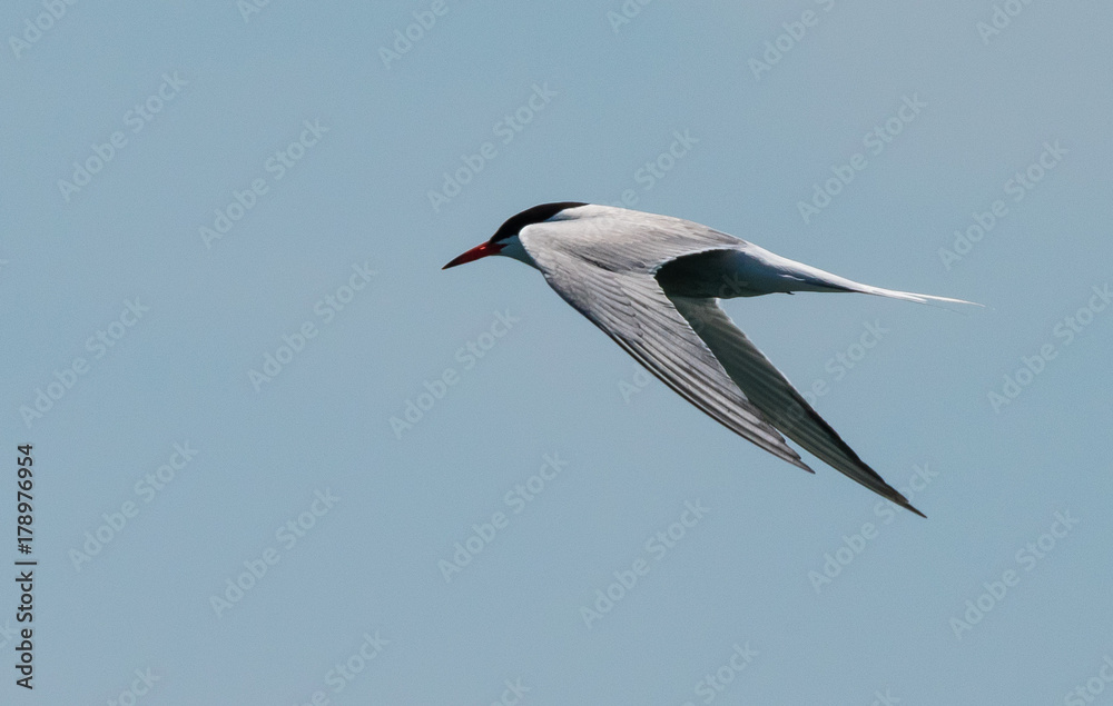 Obraz premium Tern in Flight