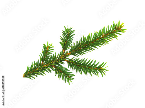Green branch of spruce isolated on white background. Cut out evergreen fir tree, Christmas tree