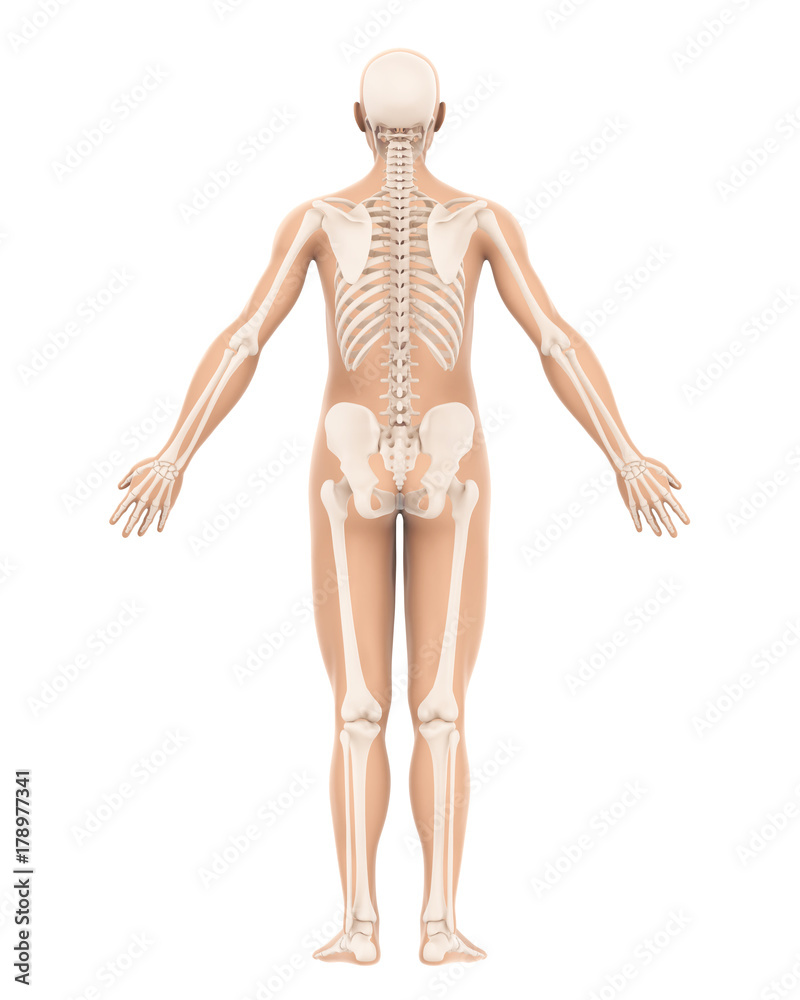 Human Skeleton Anatomy Isolated