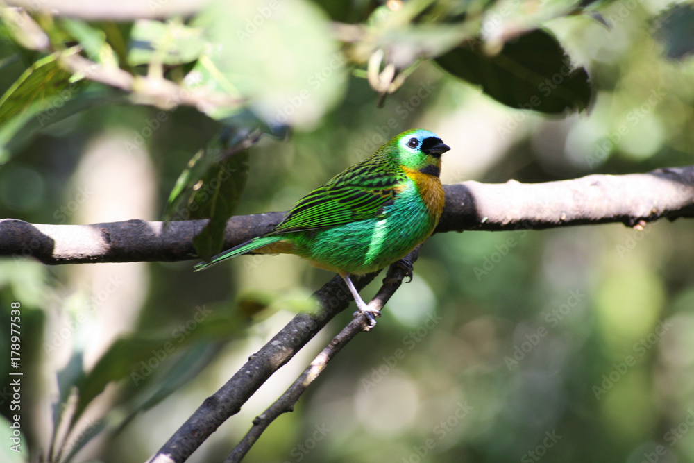 Obraz premium Brassy-breasted Tanager (Saíra Lagarta)