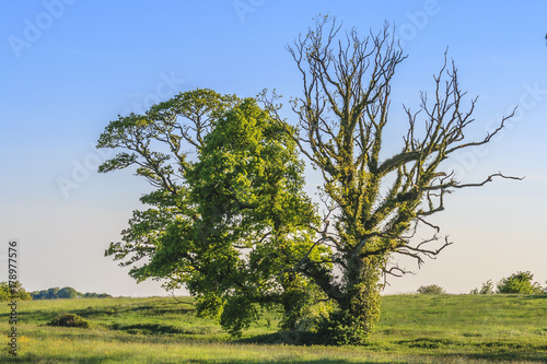 Aufnahme eines alleinstehenden Baumes tagsüber bei wolkenlosem blauen Himmel in Irland im Jahr 2013 fotografiert